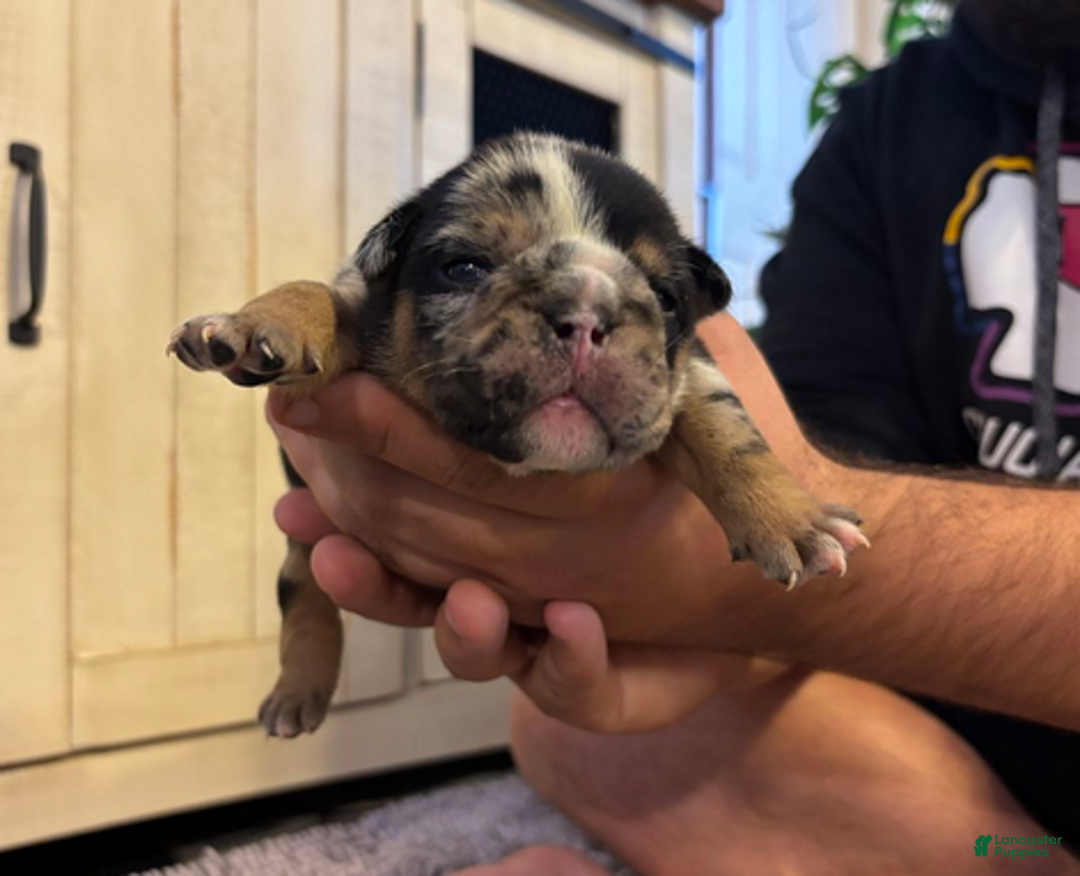 English Bulldog dogs for sale: Kobe - Ad 3