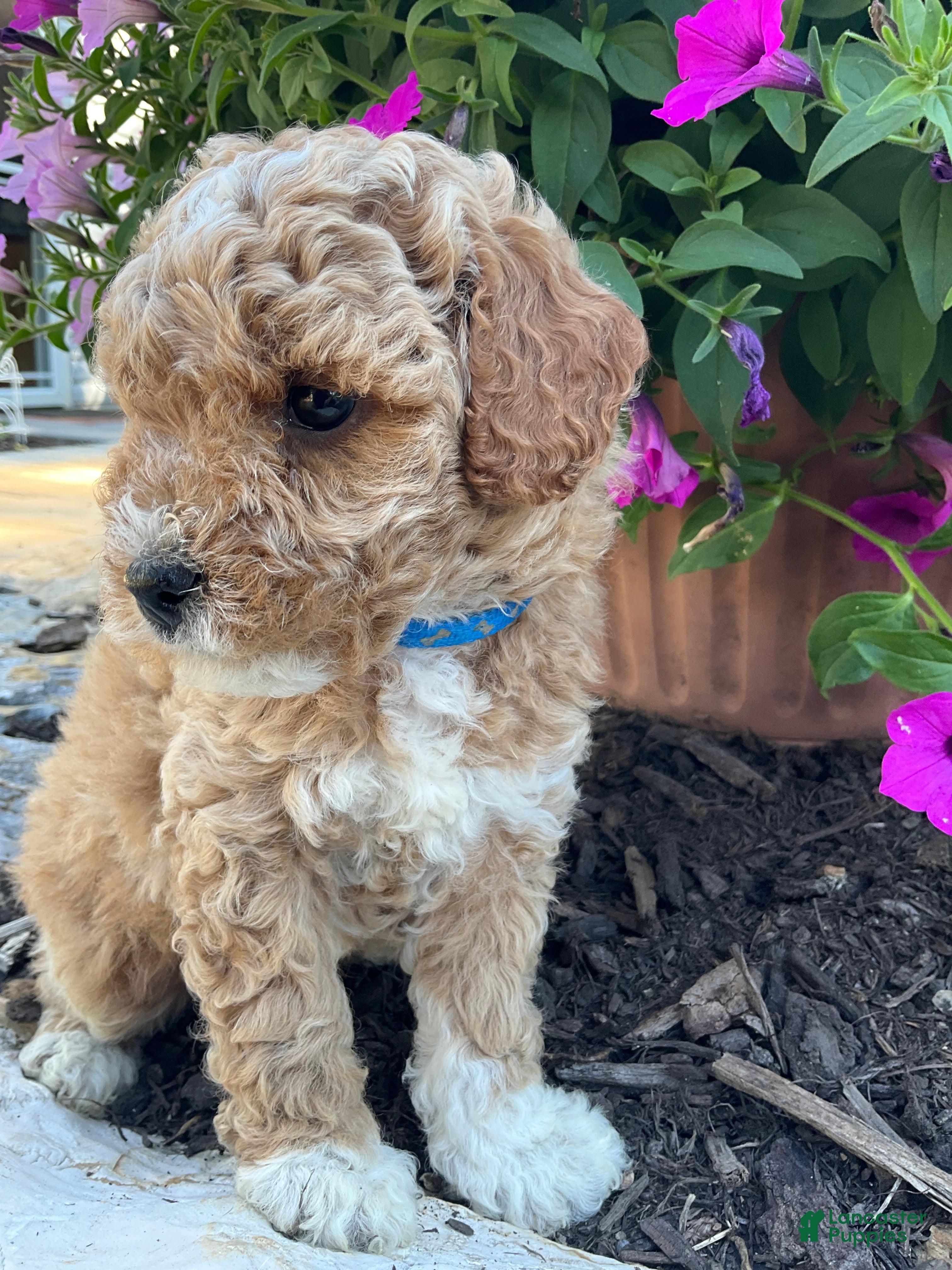 Miniature Poodle dogs Sparkles - Ad 1