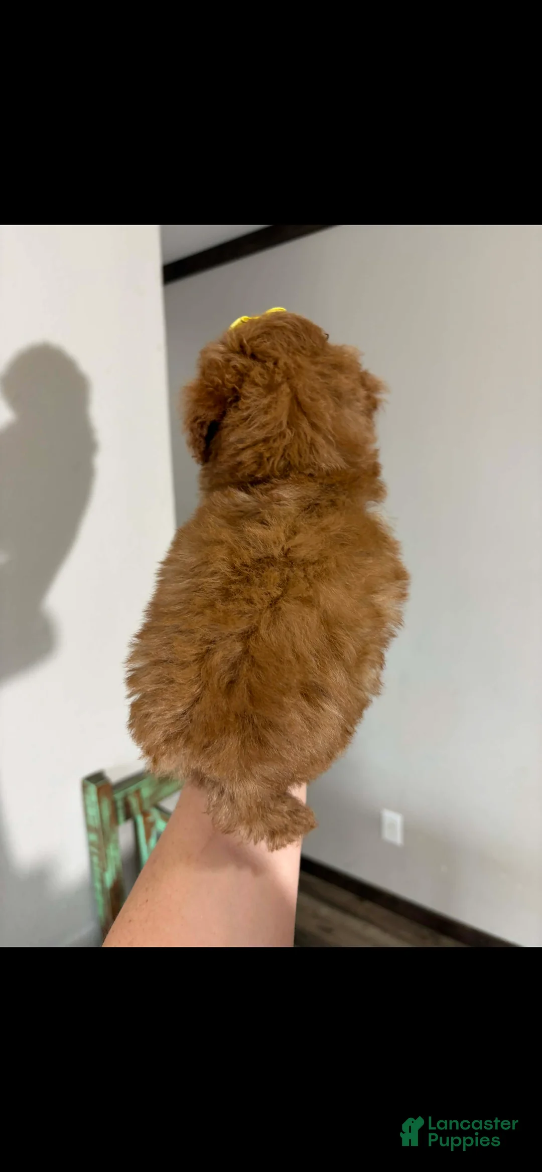 Toy Poodle dogs for sale: Akc Bred The Color Red - Ad 20