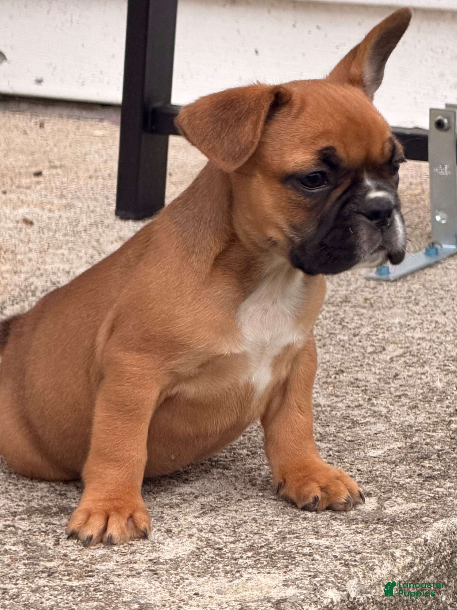 French Bulldog dogs Boxer Puppy 5 - Ad 2