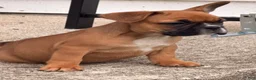 French Bulldog dogs for sale: Boxer Puppy 5 - Ad 2
