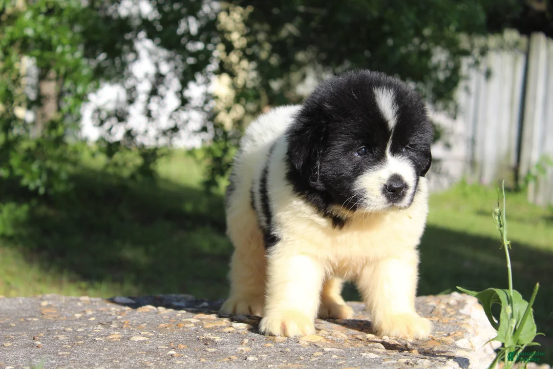 Newfoundland dogs for sale: Bentley - Ad 2