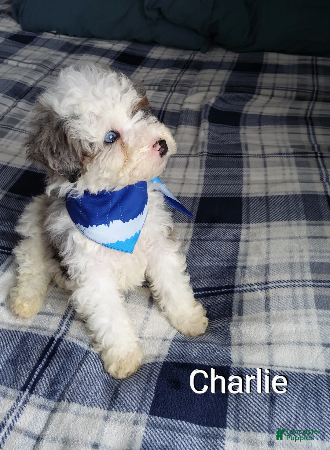 Mini Bernedoodle dogs for sale: Charlie - Ad 1
