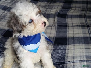 Mini Bernedoodle dogs Charlie - Ad 19