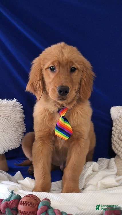 Golden Retriever dogs for sale: Silas - Ad 4