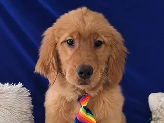 Golden Retriever dogs for sale: Silas - Ad 4