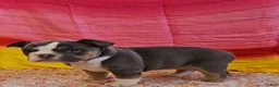 Mixed Breed dogs for sale: Blue Star Girl - Ad 6