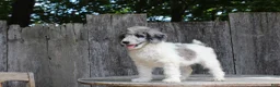 Standard Poodle dogs for sale: Fern AKC Standard Poodle - Ad 5