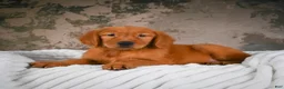 Golden Retriever dogs for sale: Tia - Ad 4