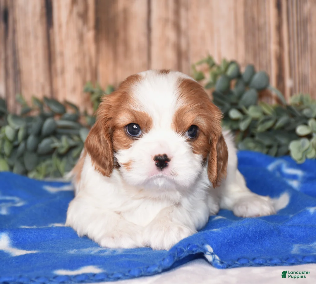 Cavalier King Charles Spaniel dogs for sale: Dynamite - Ad 2