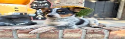 Australian Cattle Dog dogs for sale: Boone - Ad 4