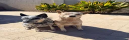 Australian Cattle Dog dogs for sale: Australian cattle dog 6 - Ad 6