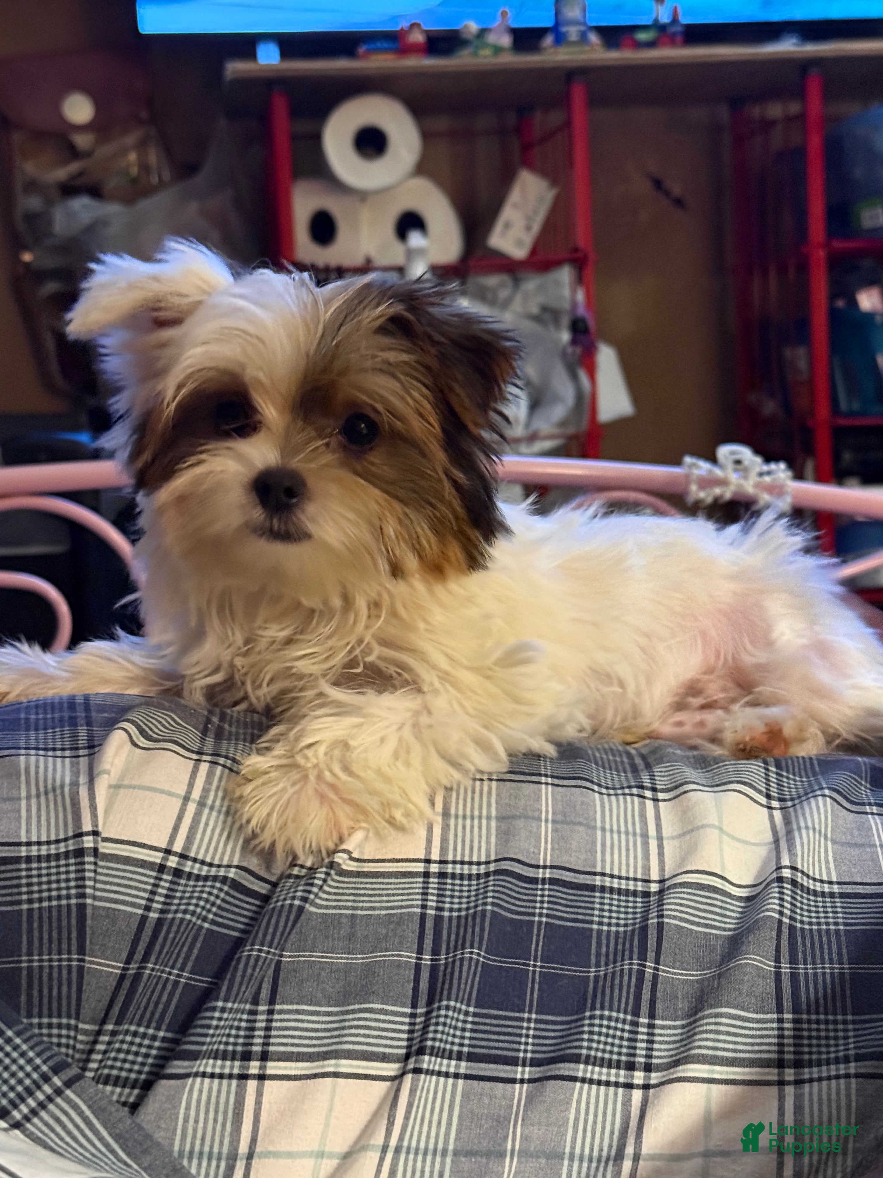 Yorkshire Terrier dogs for sale: Yorkshire Terrier Puppy 1 - Ad 4