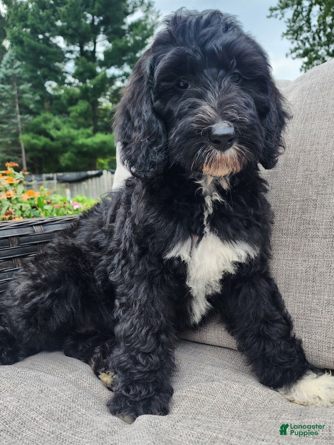 Mini Sheepadoodle dogs Ripley  - Ad 2