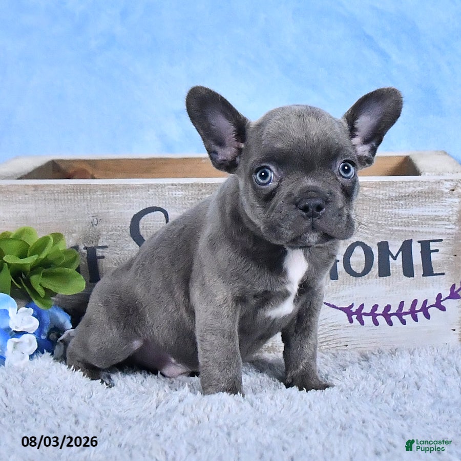 Frenchton dogs Brady - Ad 2