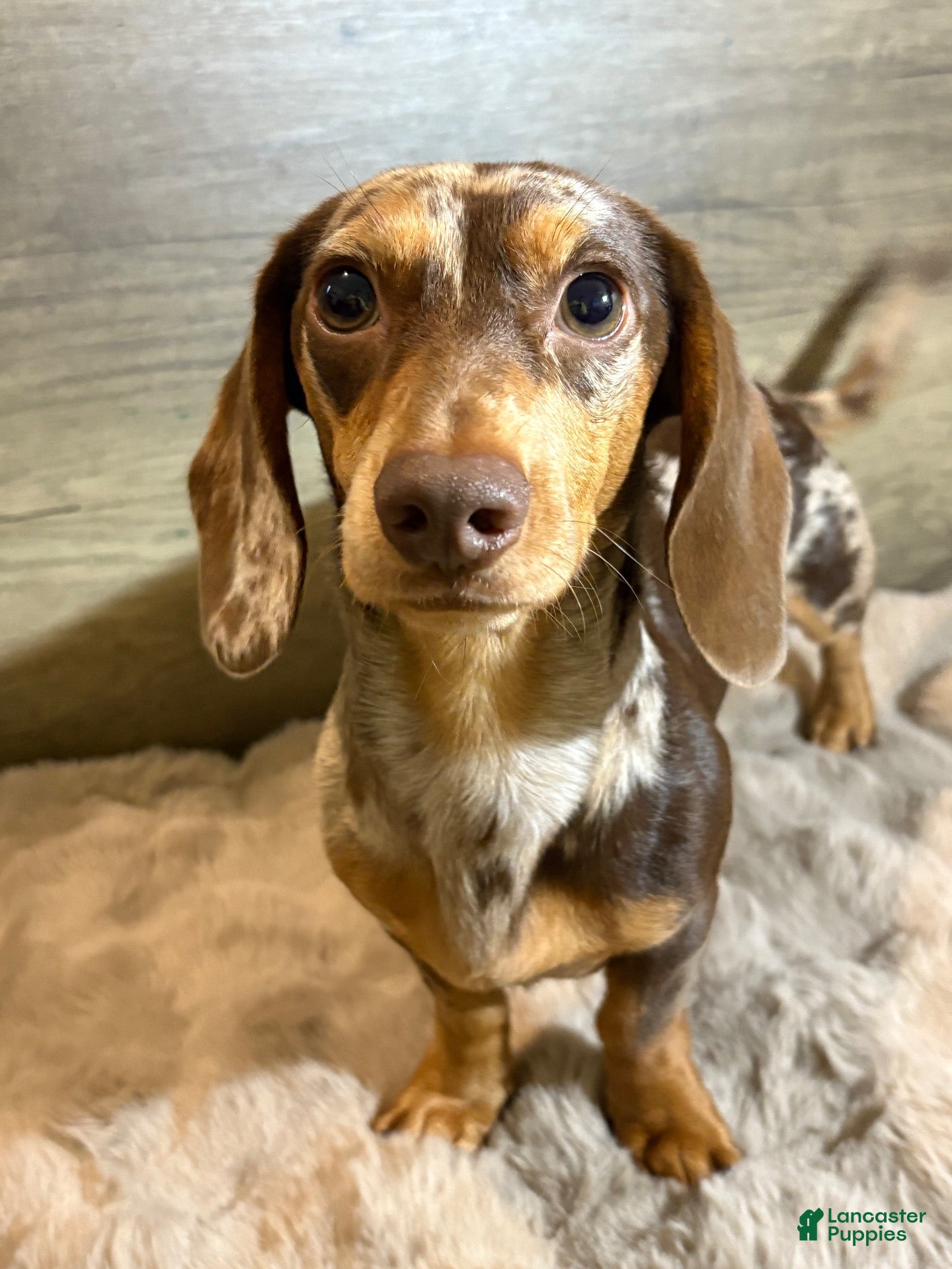 Miniature Dachshund dogs Muddy  - Ad 3