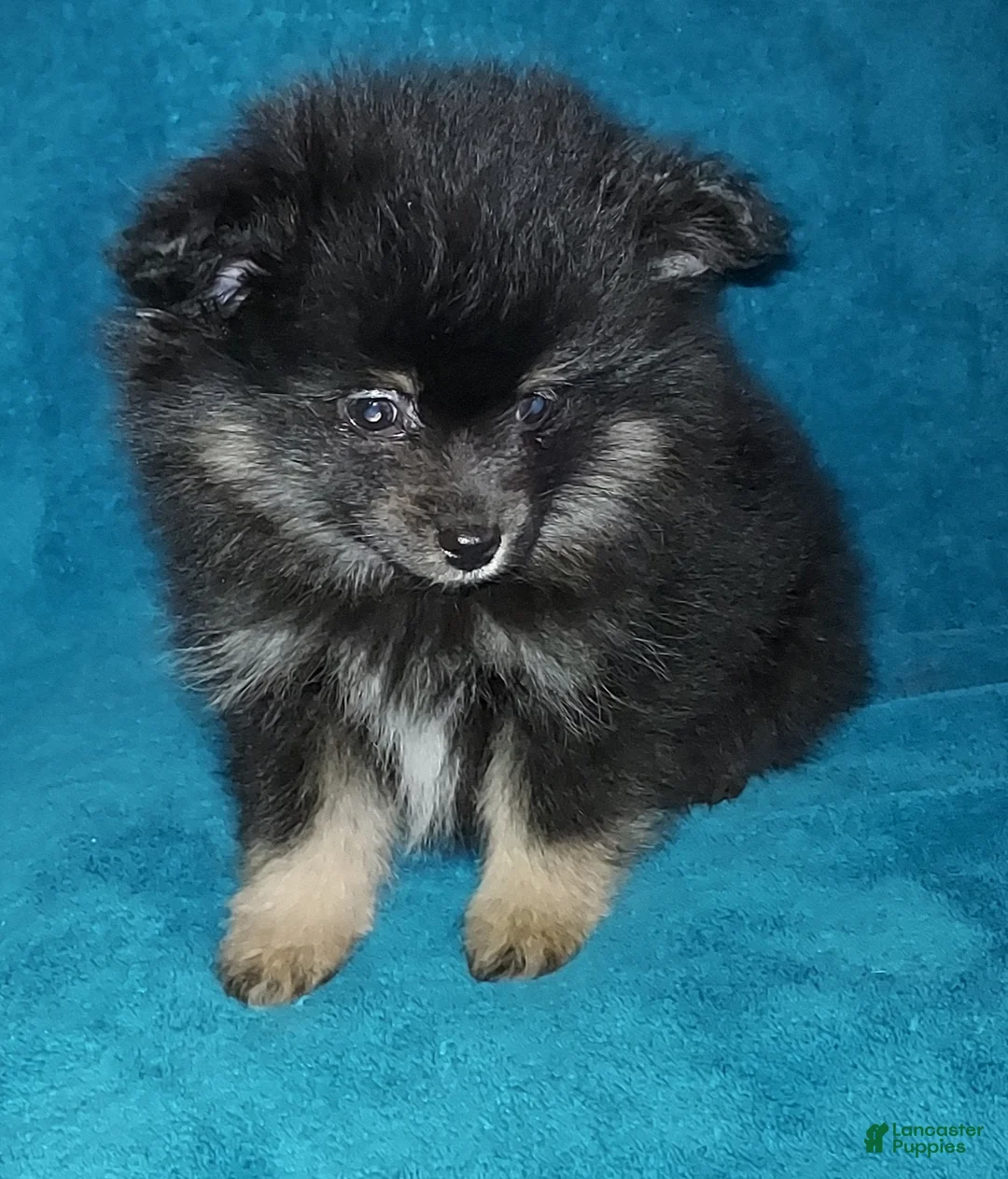 Pomeranian dogs for sale: Little Biddy - Ad 3