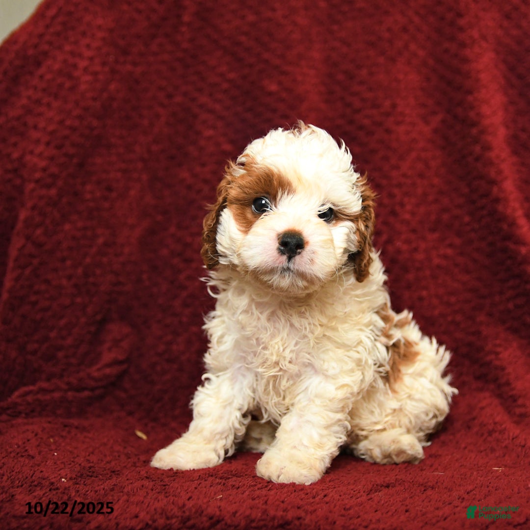 Cavapoo dogs for sale: Patch  - Ad 2