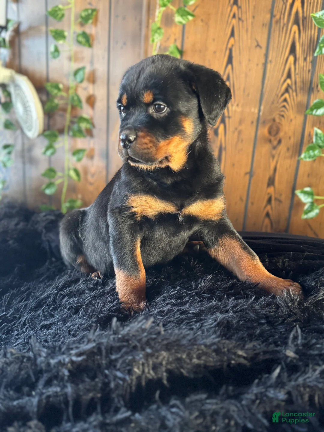 Rottweiler dogs for sale: Baby - Ad 3