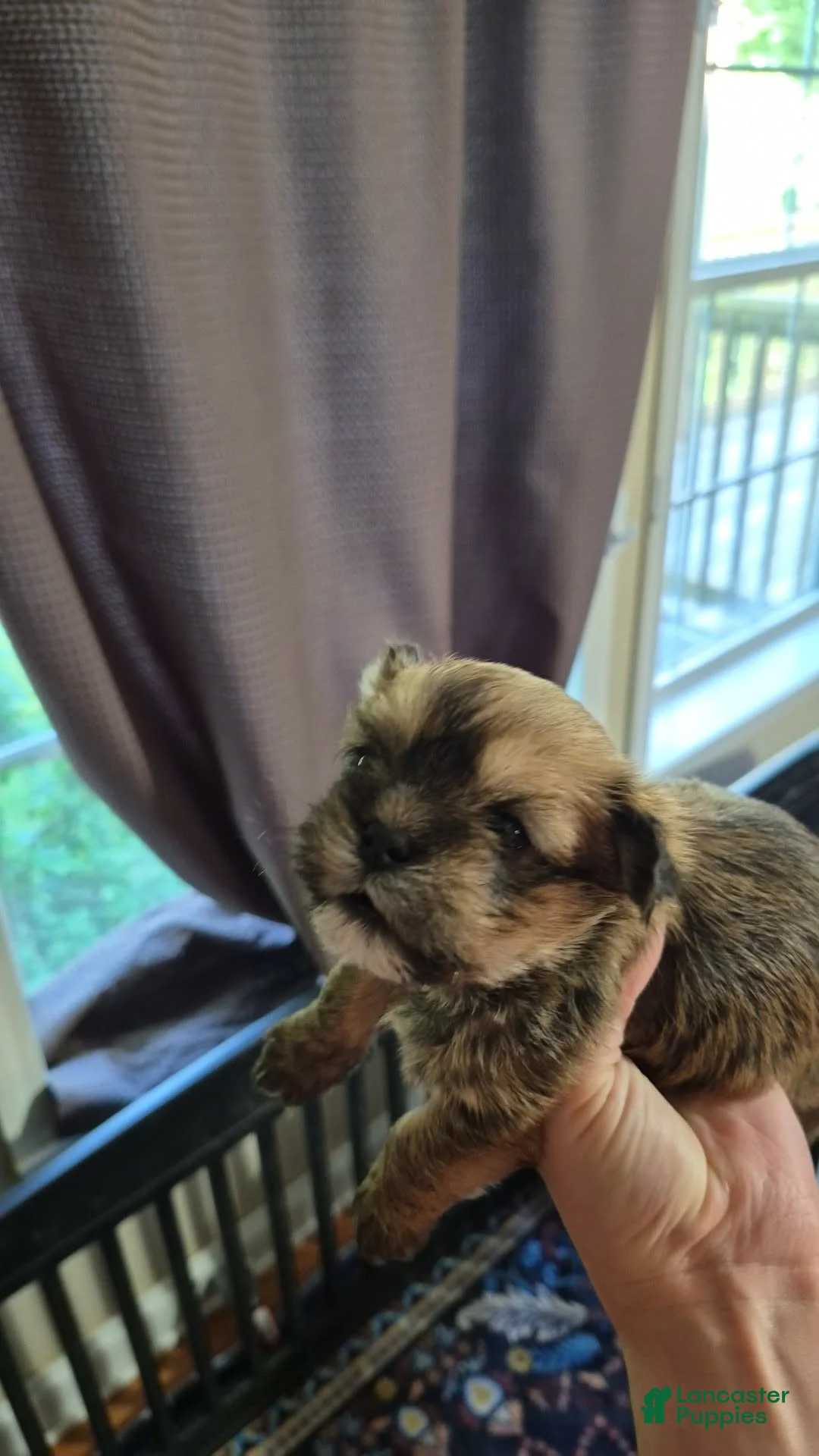 Shih Tzu dogs for sale: Shih Tzu 1 - Ad 2