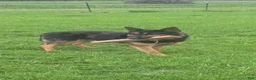 German Shepherd dogs for sale: German Shepherd 1 yellow - Ad 2