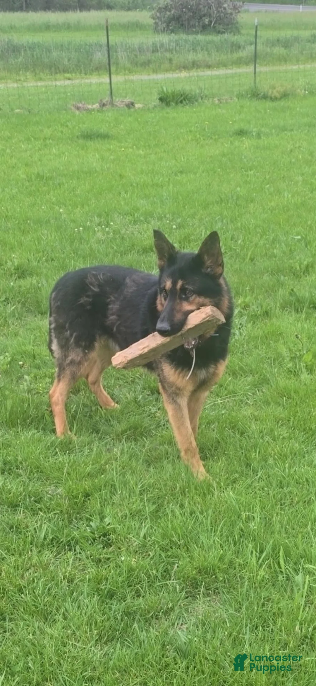 German Shepherd dogs for sale: German Shepherd 1 yellow - Ad 2