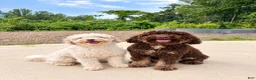 Mini Aussiedoodle dogs for sale: Oak - Ad 4
