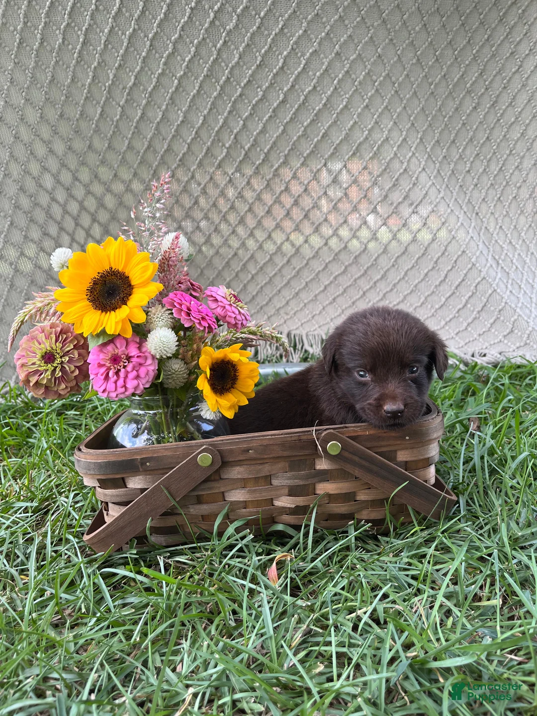 Labrador Retriever dogs for sale: Labrador Retriever 5 - Ad 1