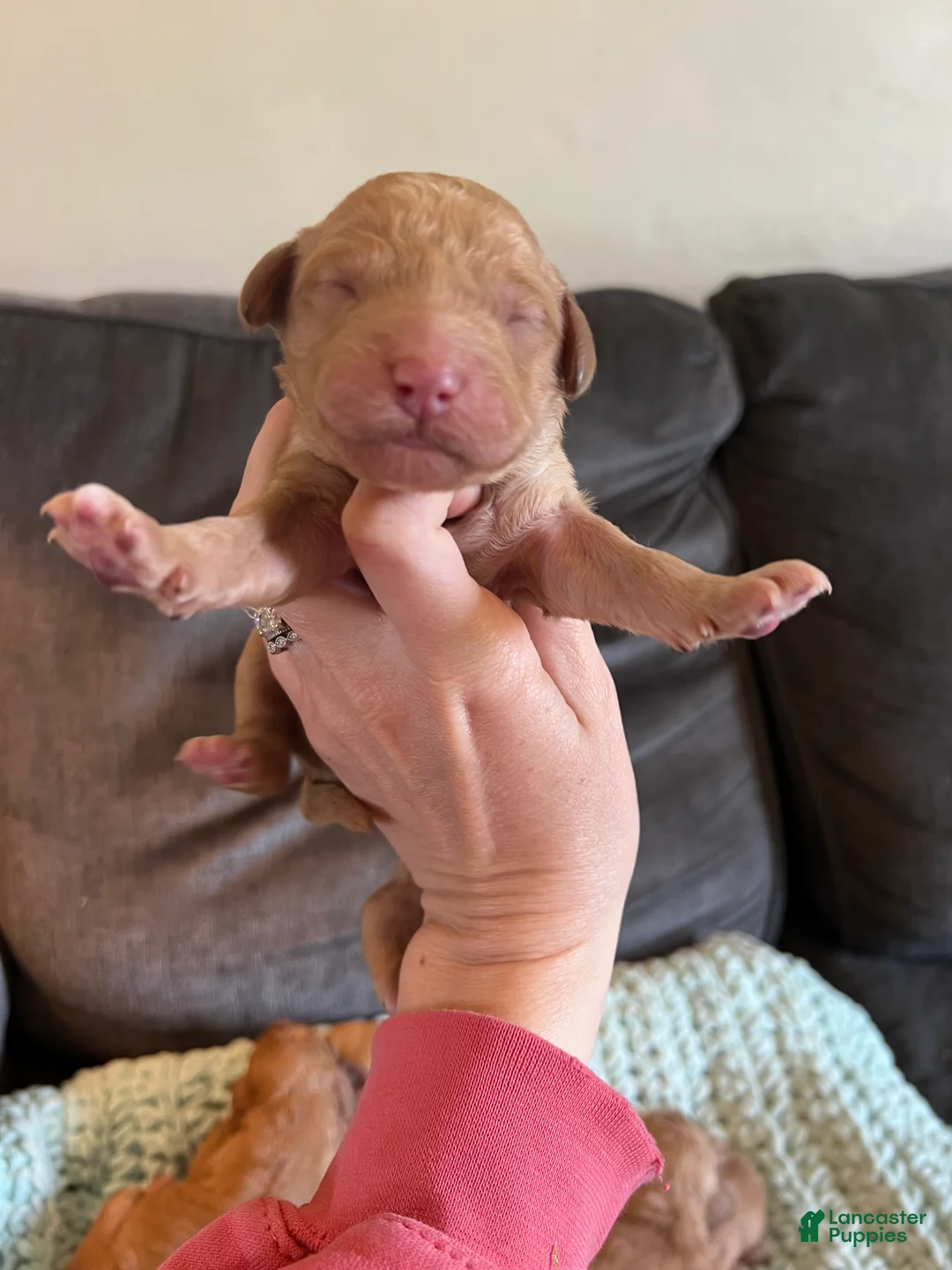 Goldendoodle dogs for sale: Goldendoodle Puppy 3 - Ad 1