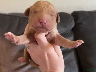 Goldendoodle dogs Goldendoodle Puppy 3 - Ad 17