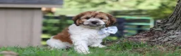 Cockapoo dogs for sale: Adin - Ad 5