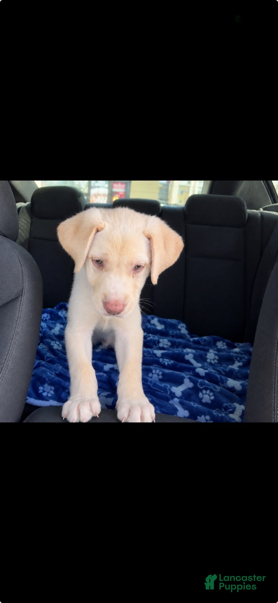 Labrador Retriever dogs Labrador Retriever 1 - Ad 36