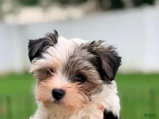 Morkie dogs for sale: Pickle - Ad 2