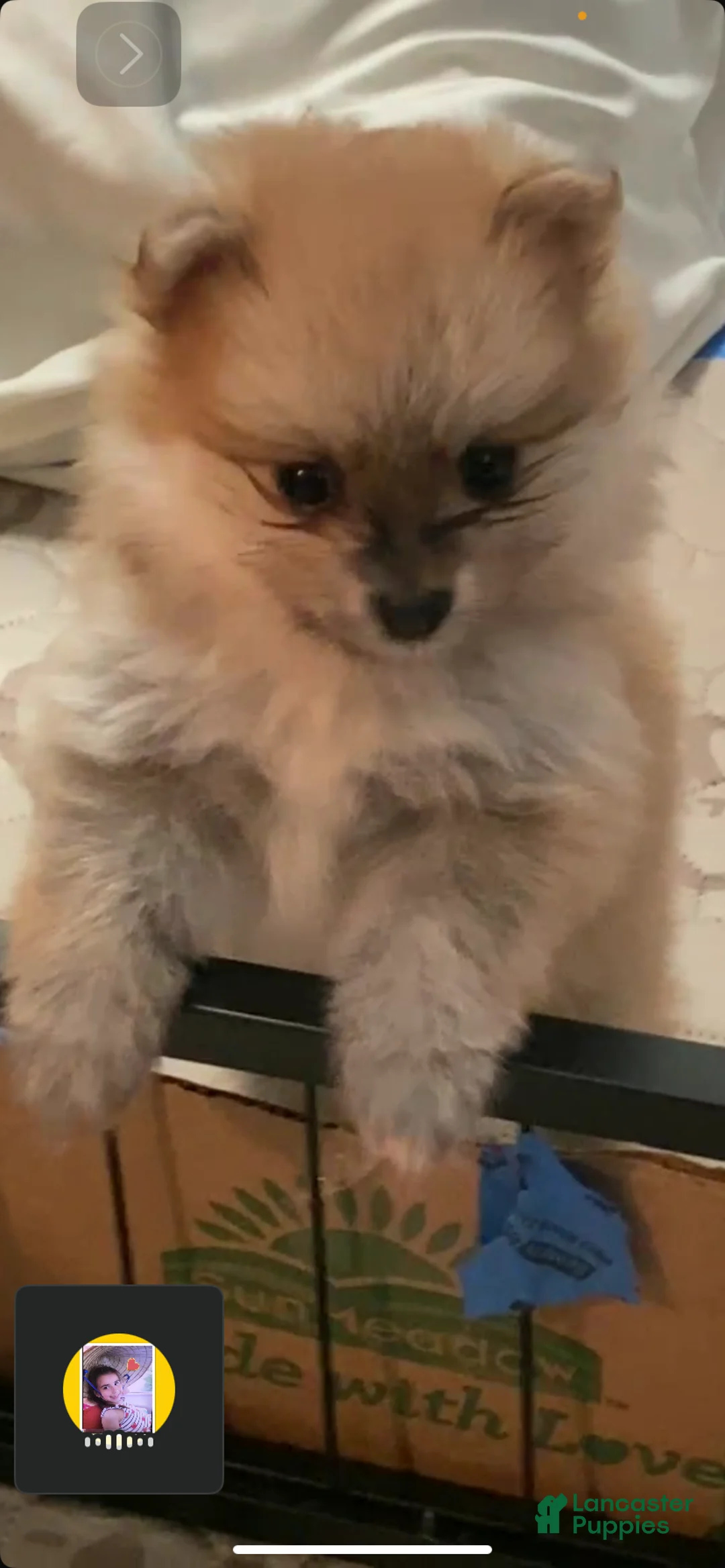 Pomeranian dogs for sale: Princess  - Ad 4