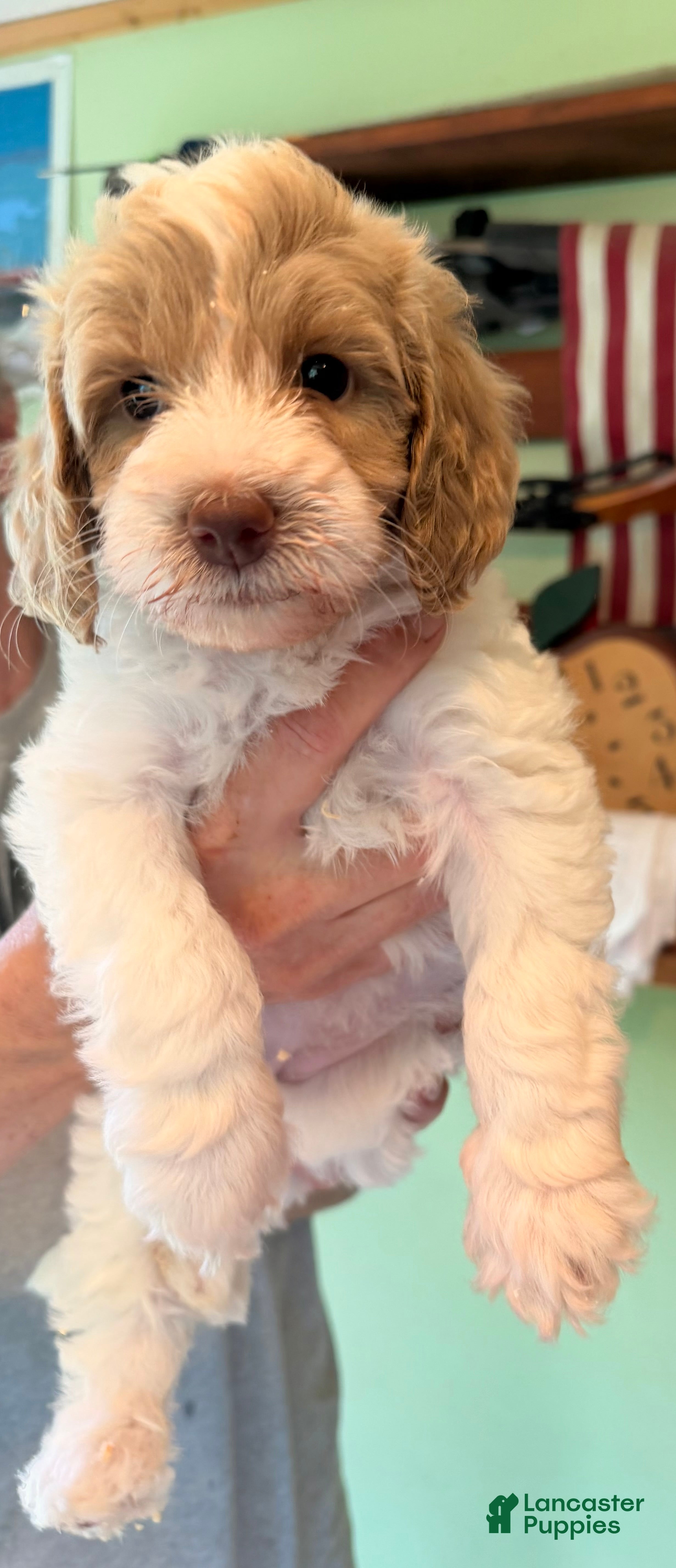 Goldendoodle dogs Tinker  - Ad 4