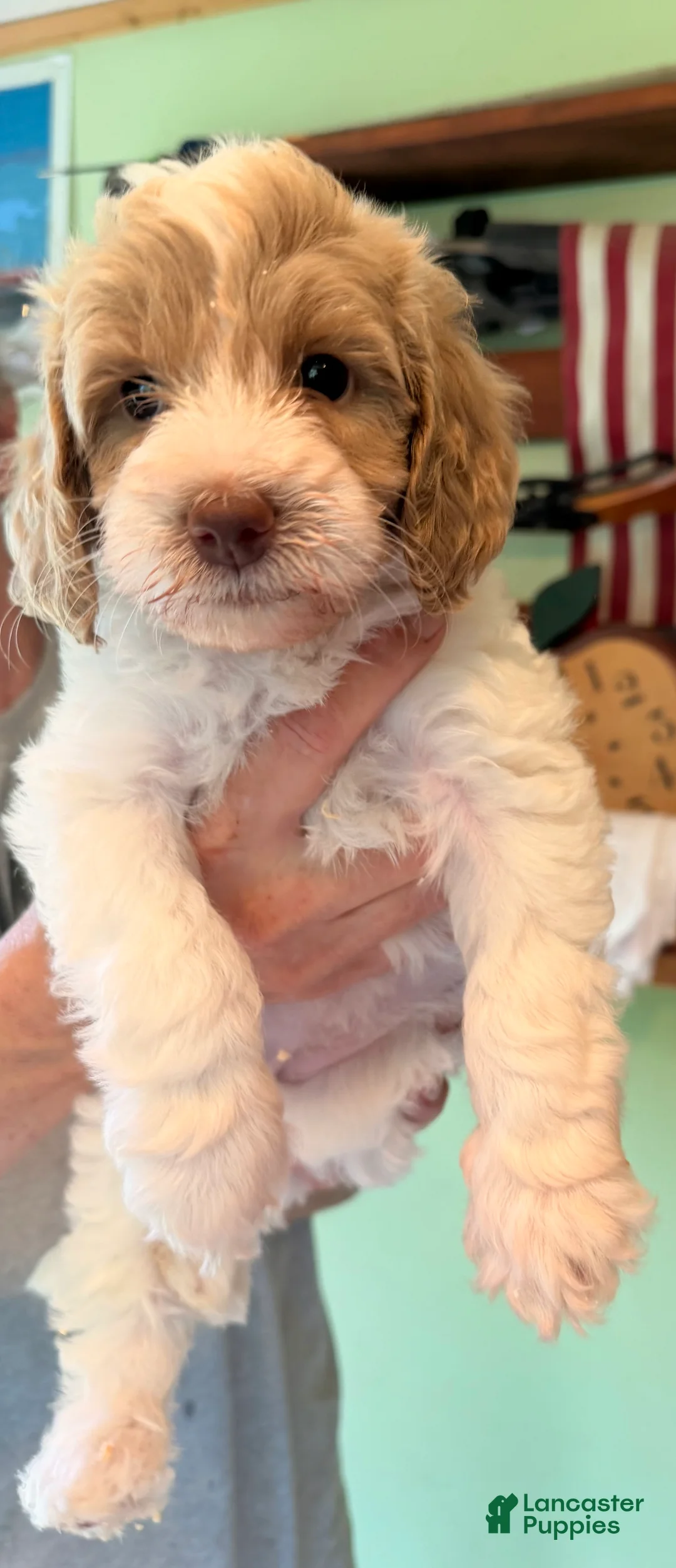 Goldendoodle dogs for sale: Tinker  - Ad 1