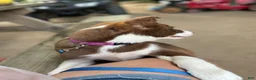 Border Collie dogs for sale: Boy 1 - Ad 4