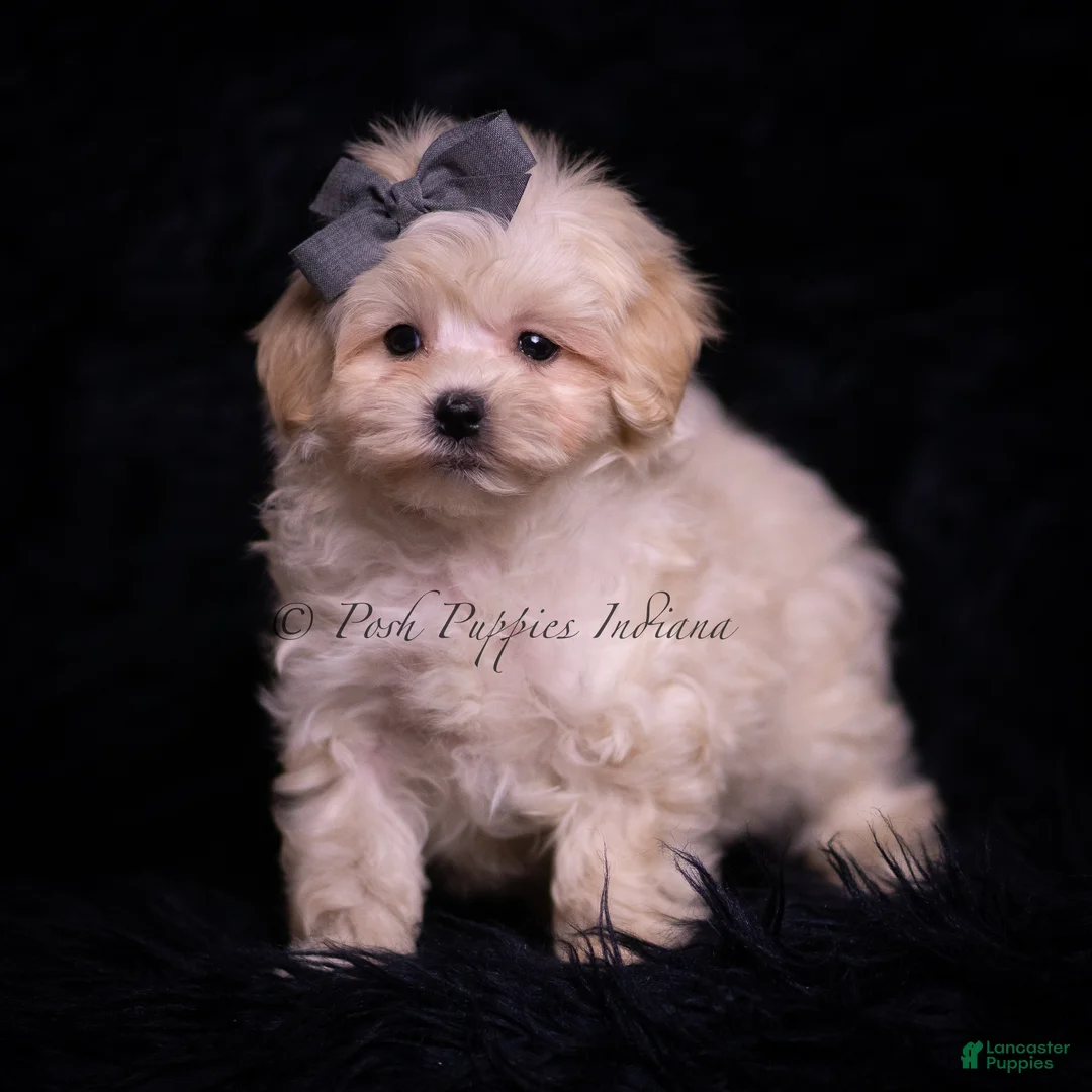 Maltipoo dogs for sale: Cuddles - Ad 2