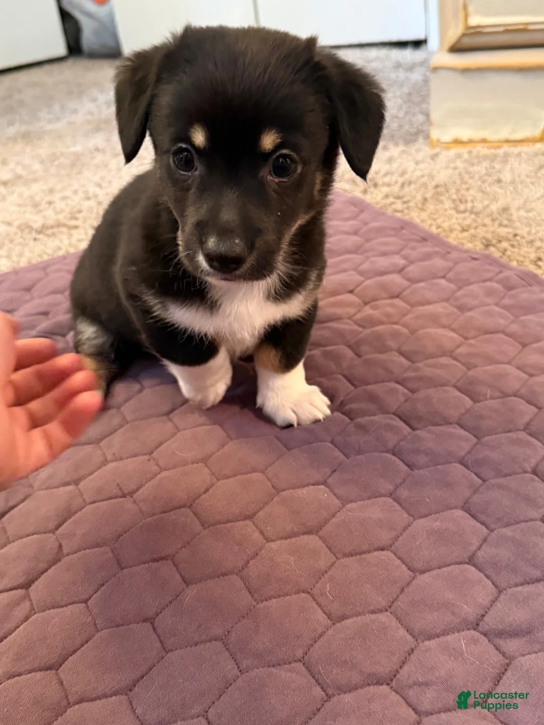 Mixed Breed dogs for sale: Mixed Breed 1 - Ad 6