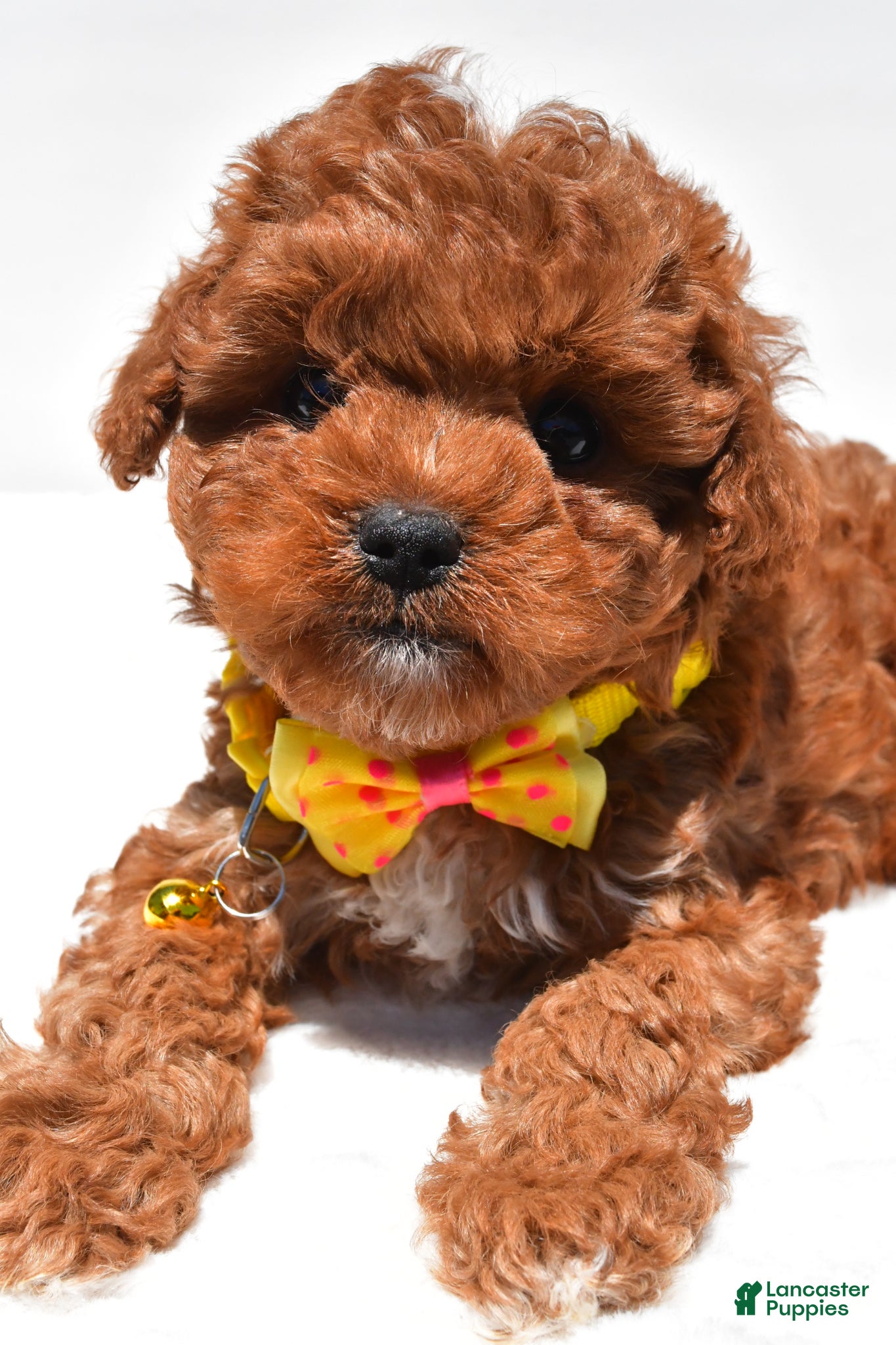 Cavapoo dogs for sale: Sparky f1b - Ad 3