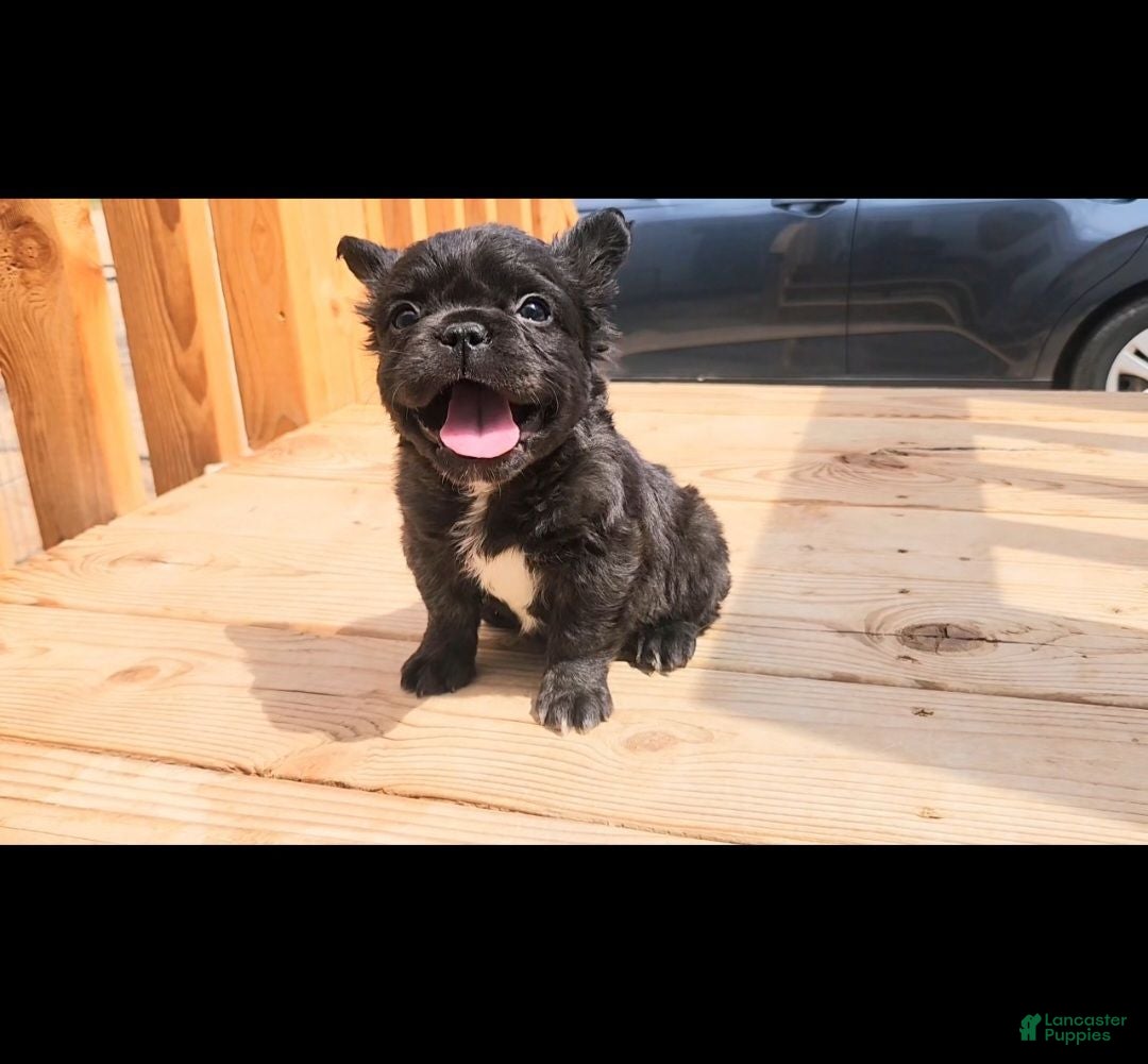 French Bulldog dogs Gizmo - Ad 1