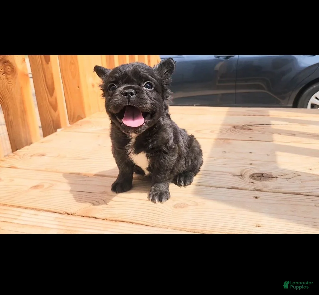 French Bulldog dogs for sale: Gizmo - Ad 1