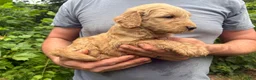 Goldendoodle dogs for sale: Goldendoodle 1 - Ad 3