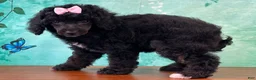 Miniature Poodle dogs for sale: Mulan - Ad 1
