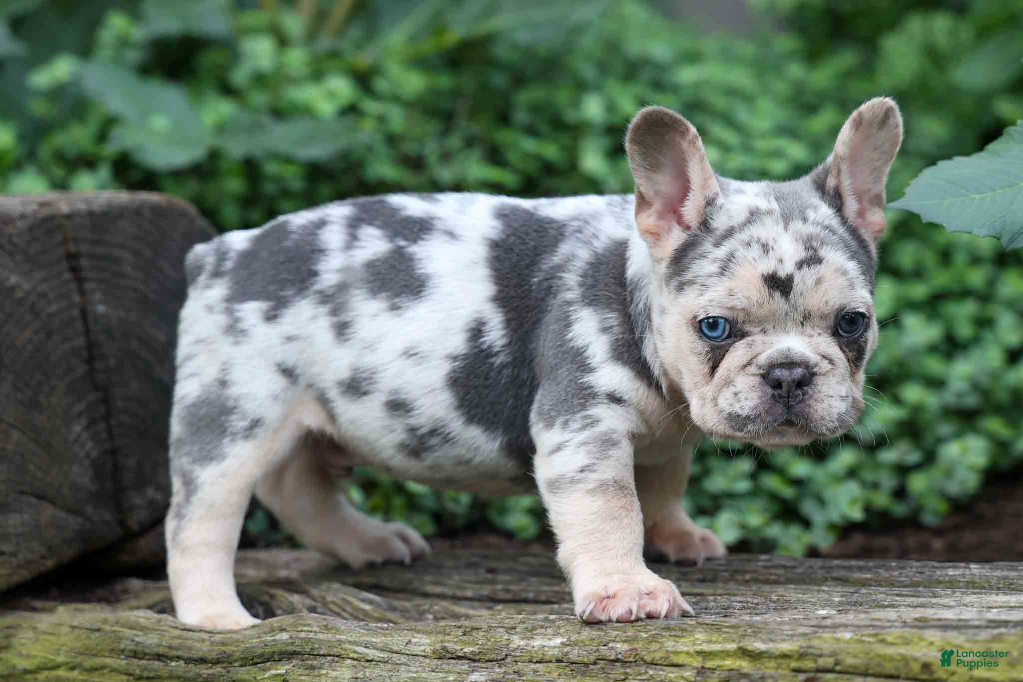 French Bulldog dogs Finn 🐾 - Ad 2