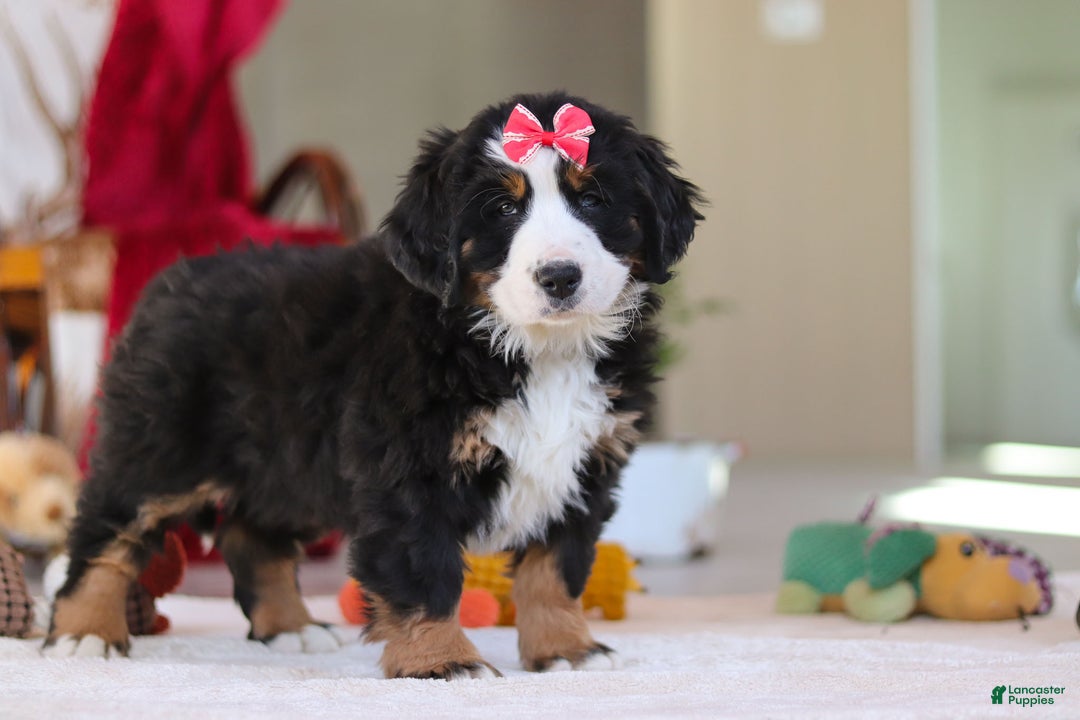 Bernese Mountain Dog dogs for sale: Bailey - Ad 5