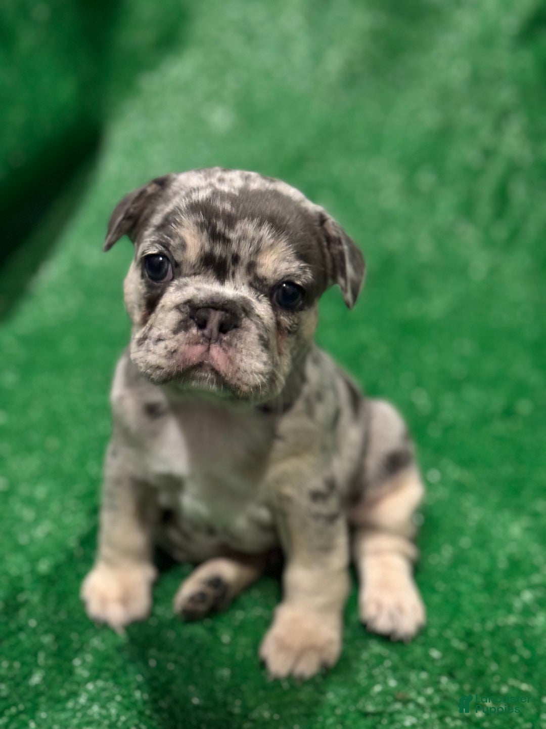 French Bulldog dogs for sale: French Bulldog Puppy 2 - Ad 4