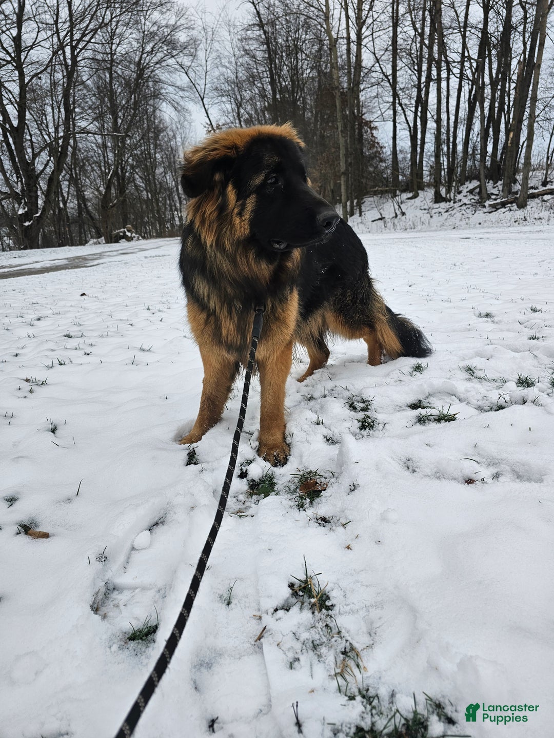 German Shepherd dogs for sale: Cannon - Ad 3