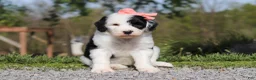Sheepadoodle dogs for sale: Allie - Ad 2