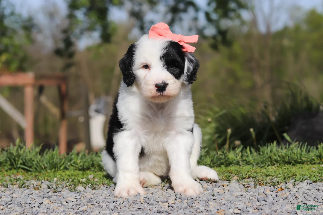 Sheepadoodle dogs for sale: Allie - Ad 2